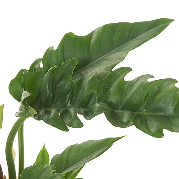 Philodendron narrow escape blad