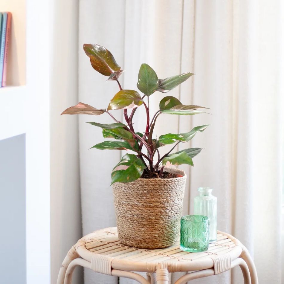 Philodendron Pink Princess kopen