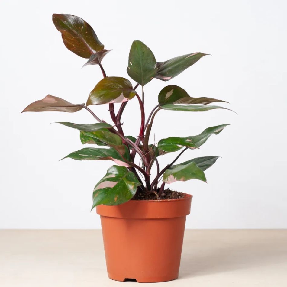Pink princess plant