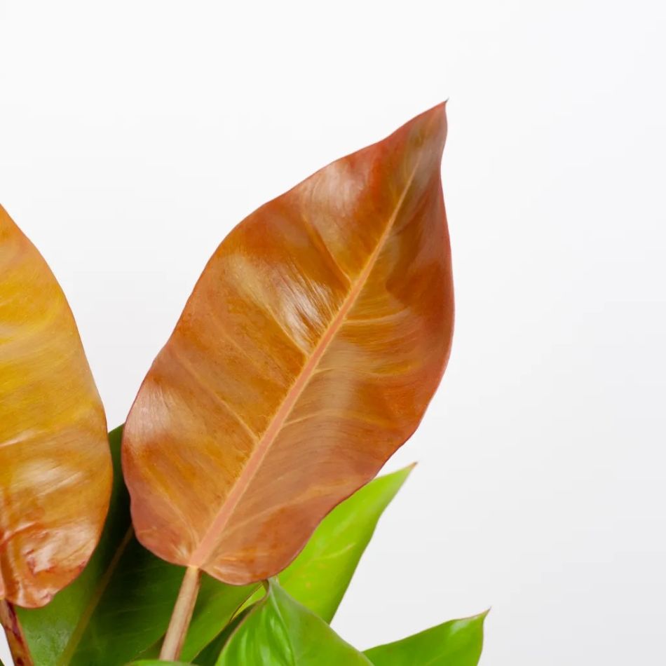 philodendron prince of orange blad