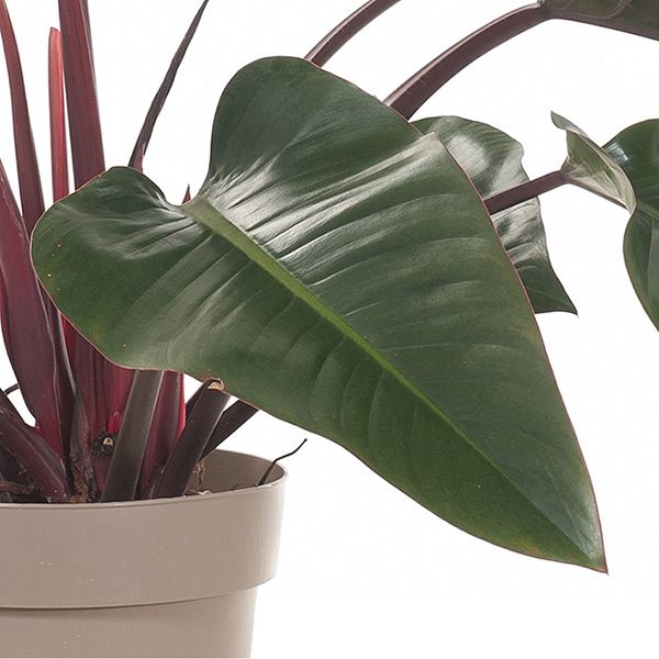 Philodendron Red Beauty