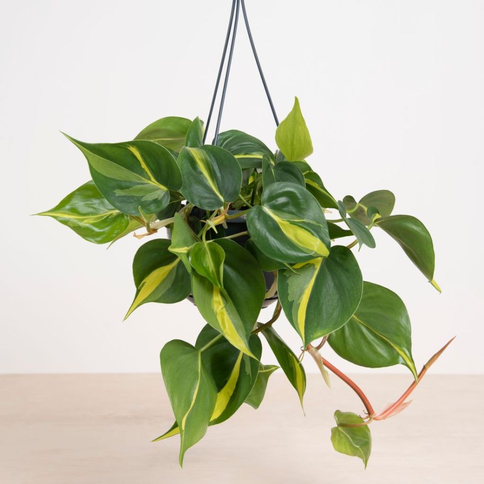 Philodendron Scandens Brasil - P15