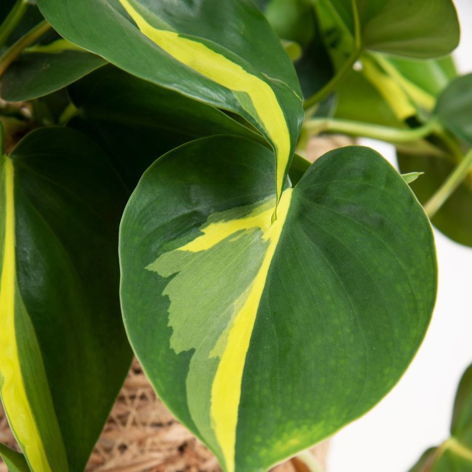 Philodendron Scandens Brasil - P15