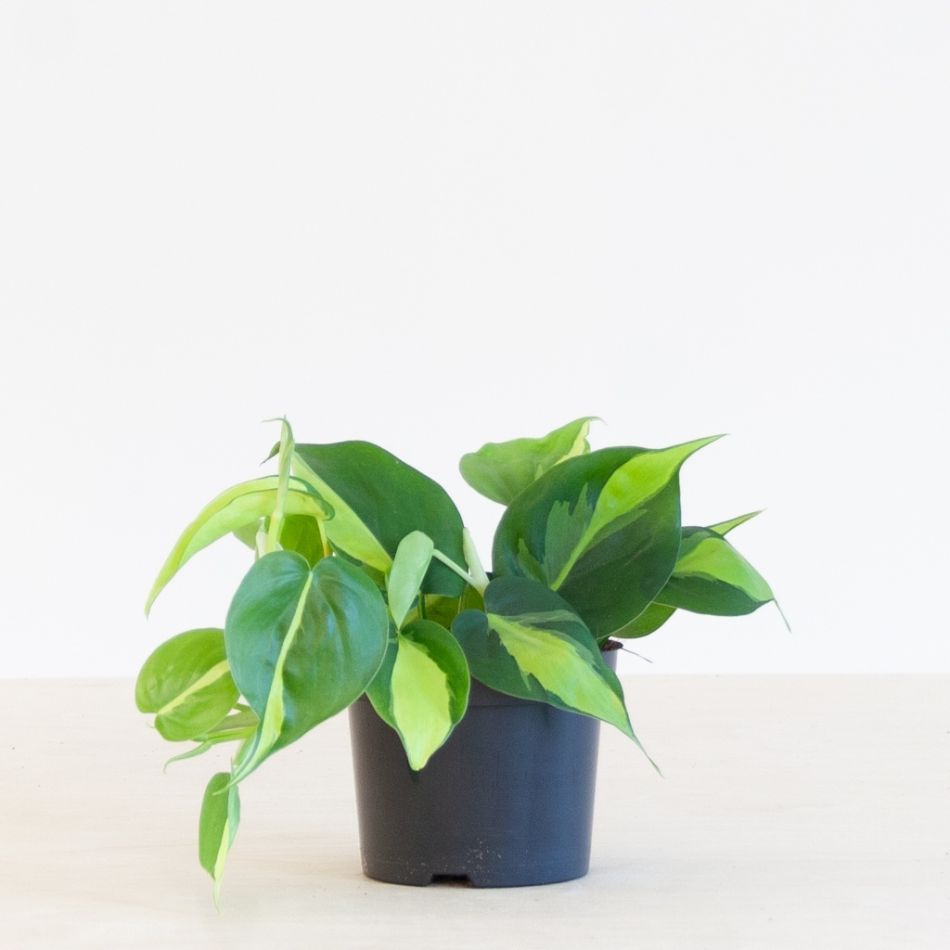Philodendron-Scandens-Brasil-p12-1