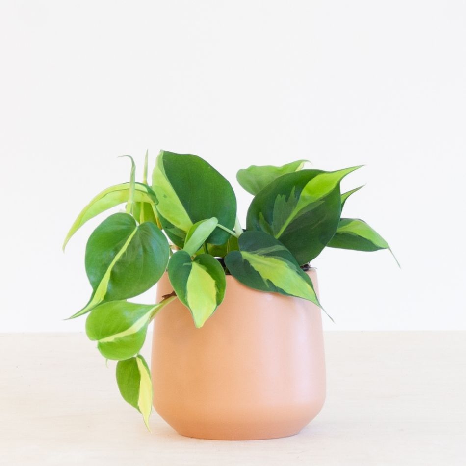 Philodendron-Scandens-Brasil-p12-2