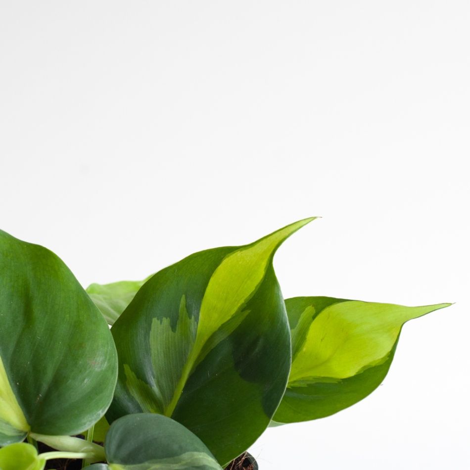 Philodendron-Scandens-Brasil-p12-6 1