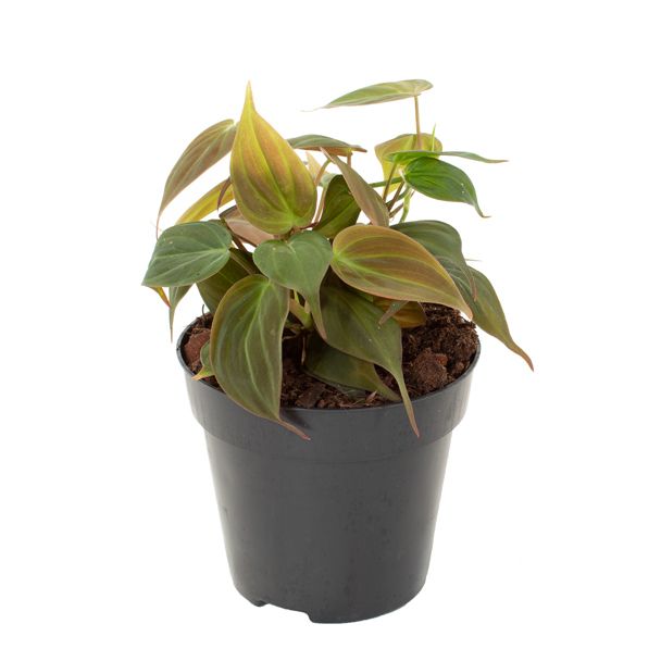 Philodendron scandens micans
