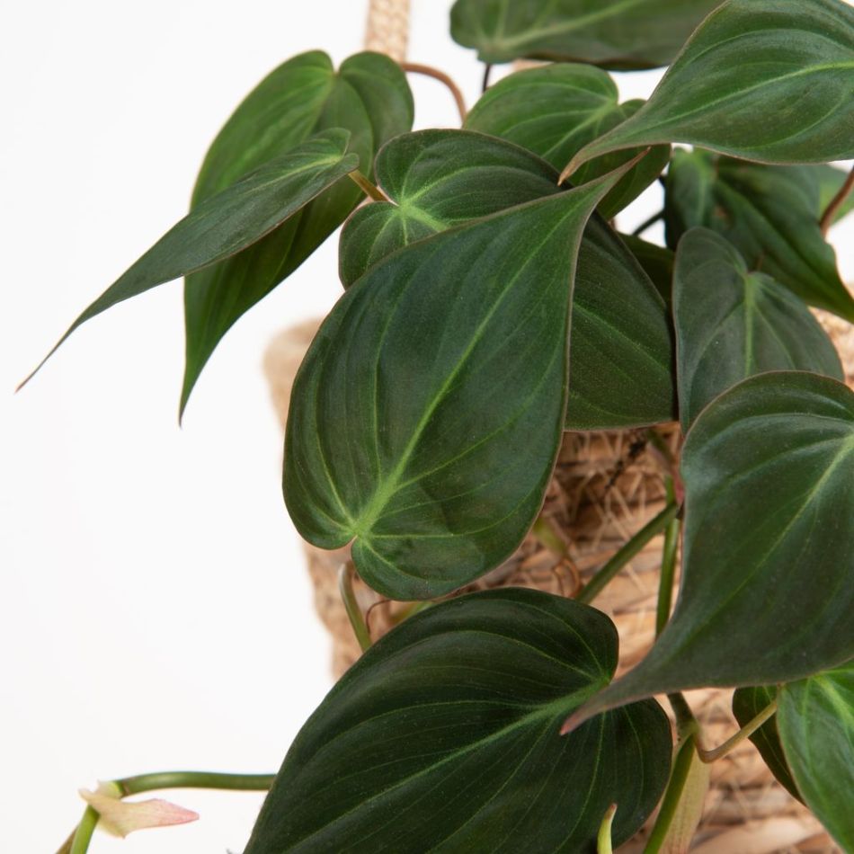 Philodendron Scandens Micans - P12