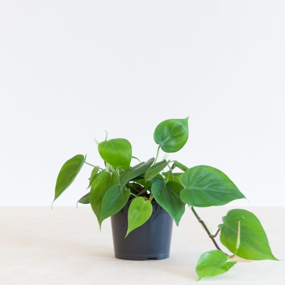 Philodendron Scandens - P12