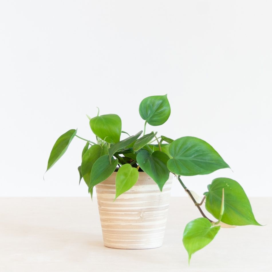 Philodendron Scandens - P12
