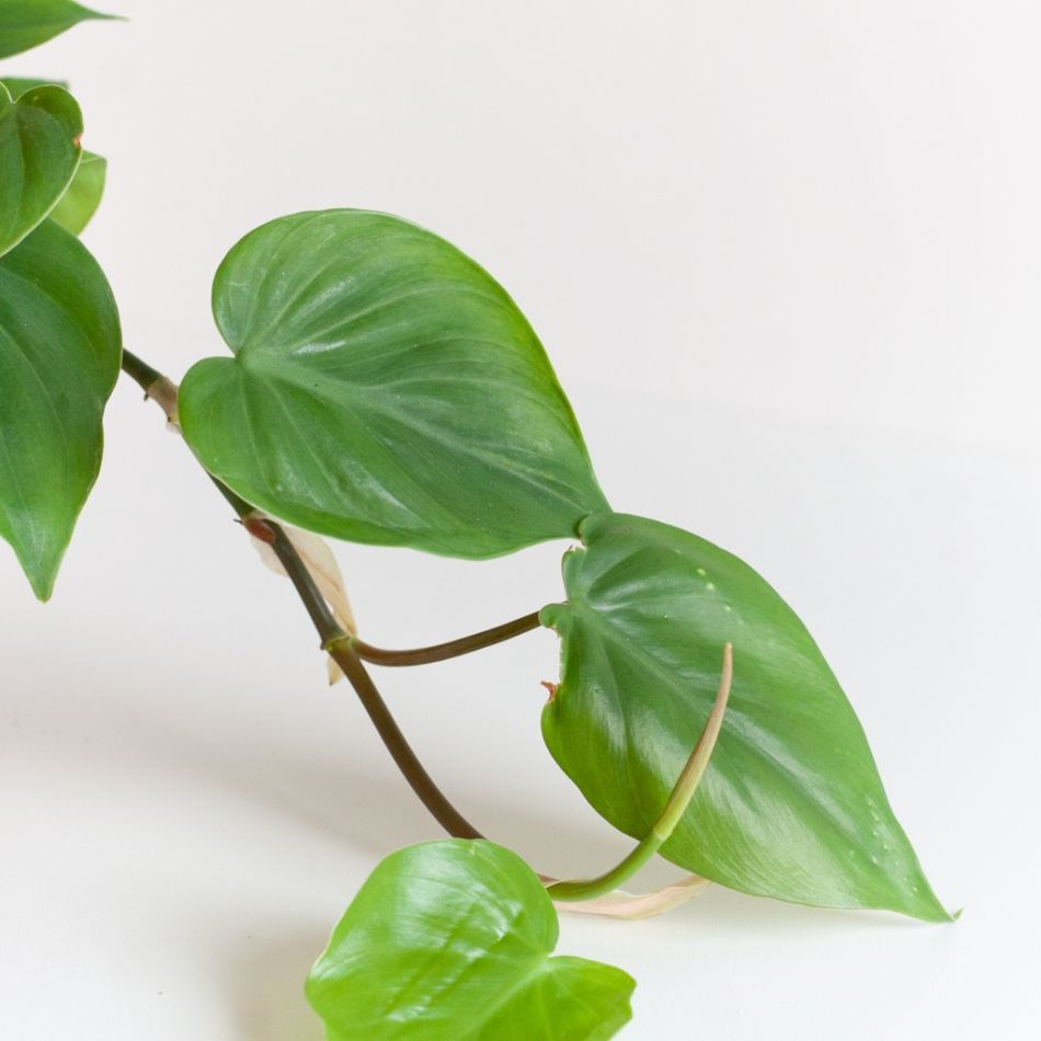 Philodendron Scandens - P12