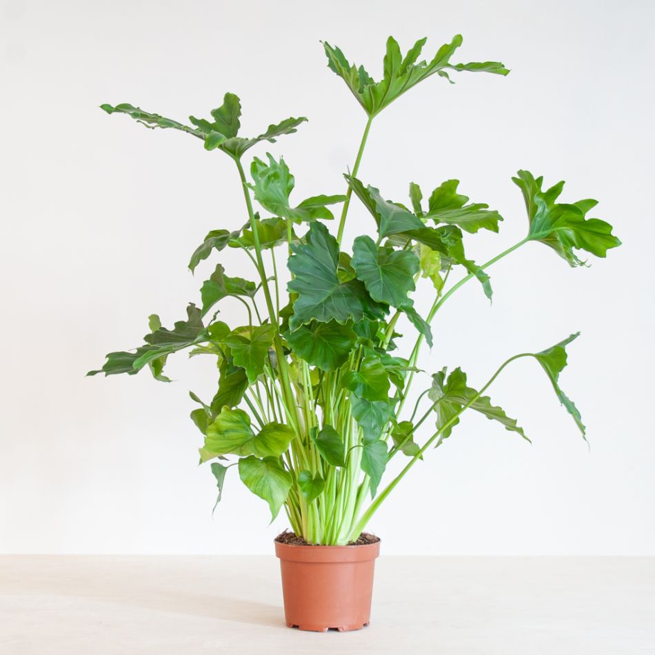 Philodendron Shangri-La - P17