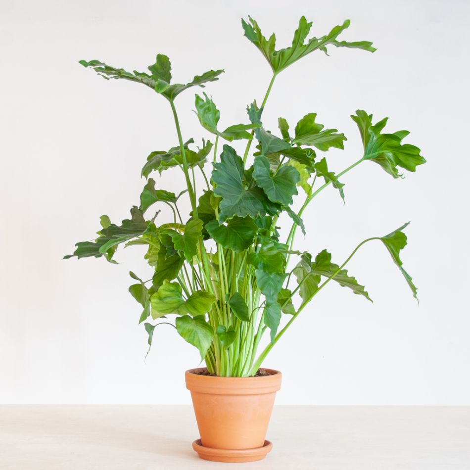 Philodendron Shangri-La - P17