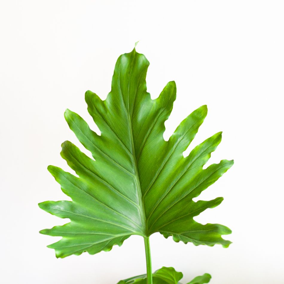 Philodendron Shangri-La - P17