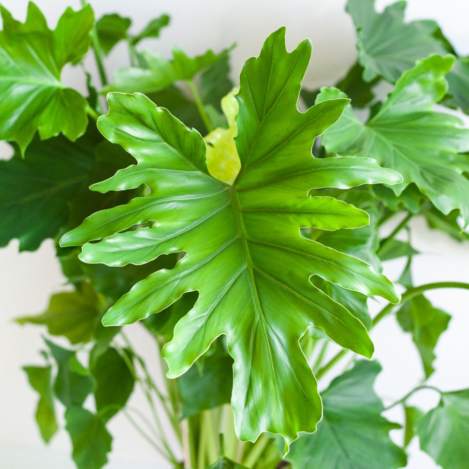 Philodendron Shangri-La - P17