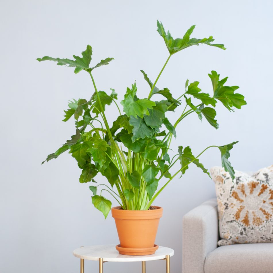 Philodendron-Shangri-La-Lifestyle