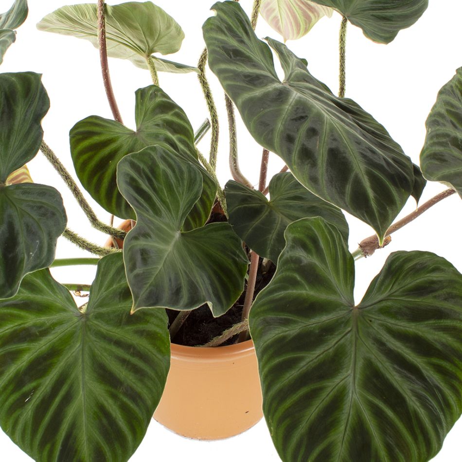 Philodendron Verrucosum