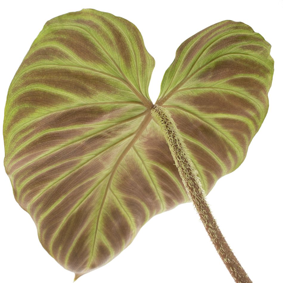 Philodendron Verrucosum blad achterkant