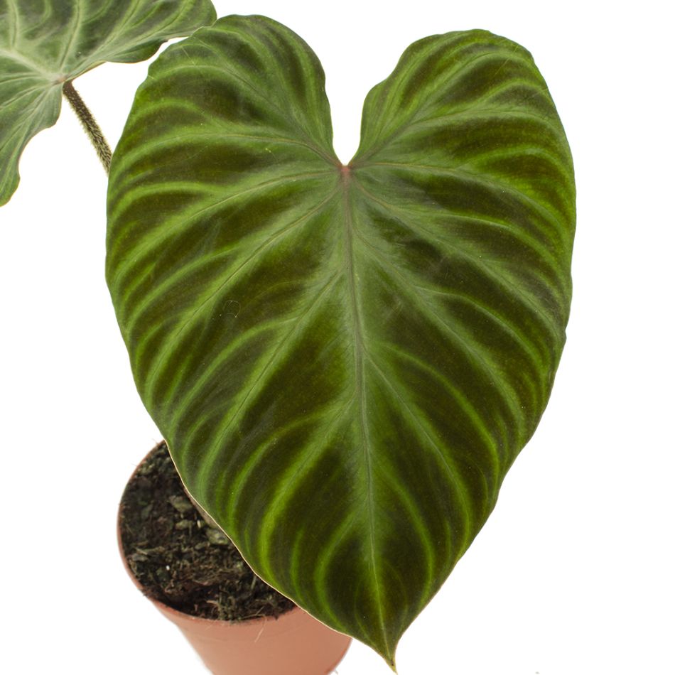 Philodendron Verrucosum blad