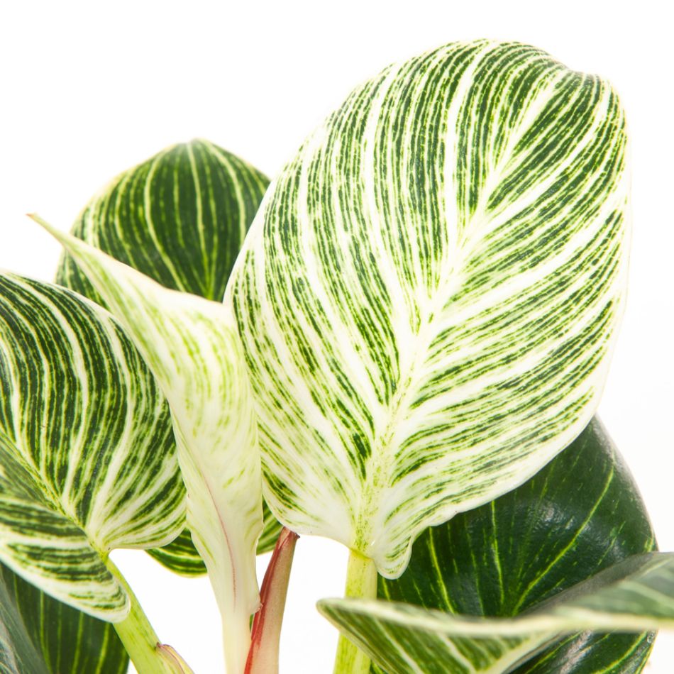 philodendron birkin blad