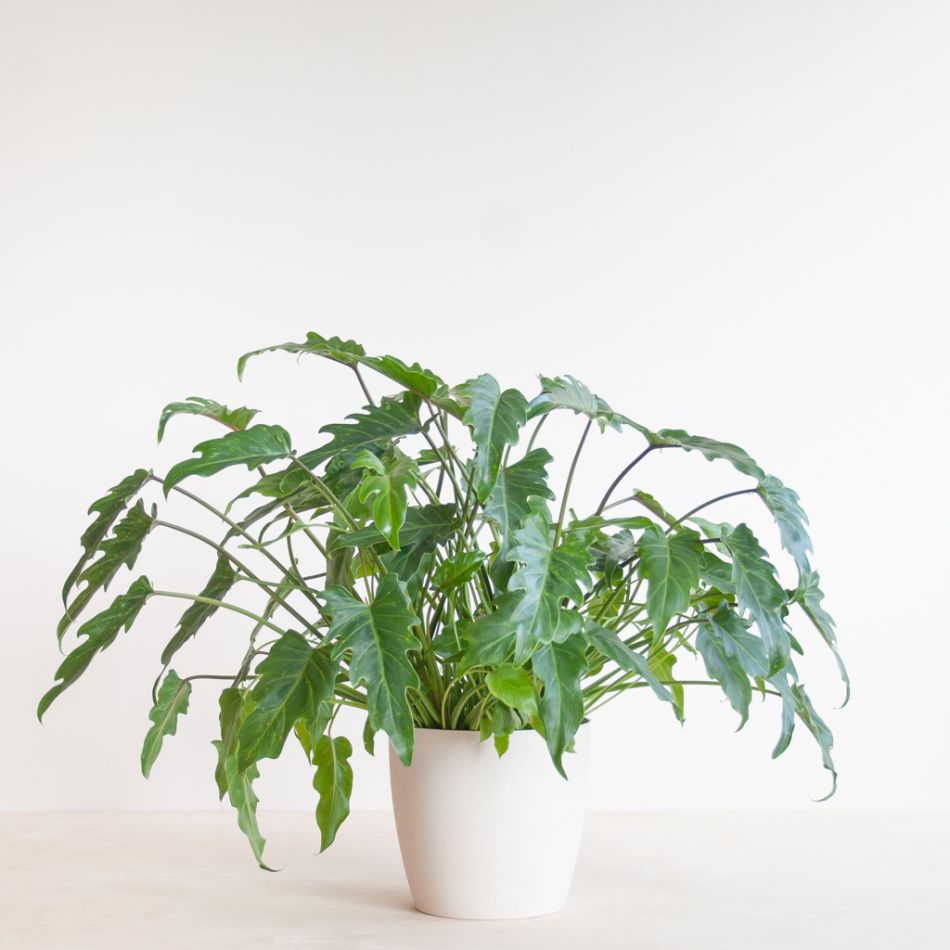 Philodendron Xanadu - p21