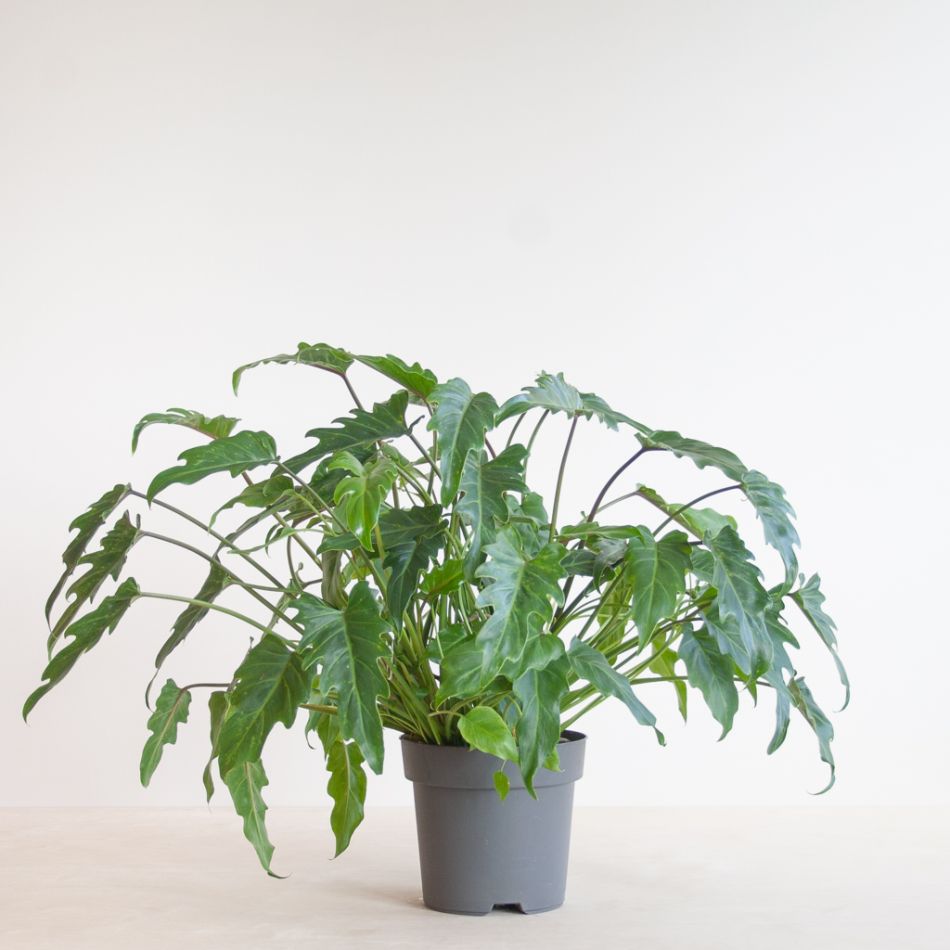 Philodendron Xanadu - p21