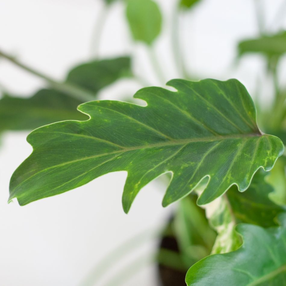 Philodendron Xanadu - p21