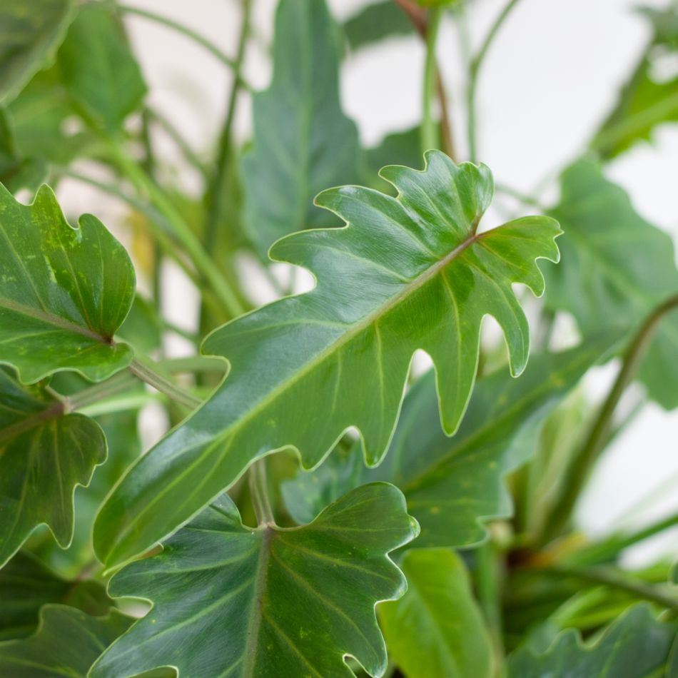 Philodendron Xanadu - p21