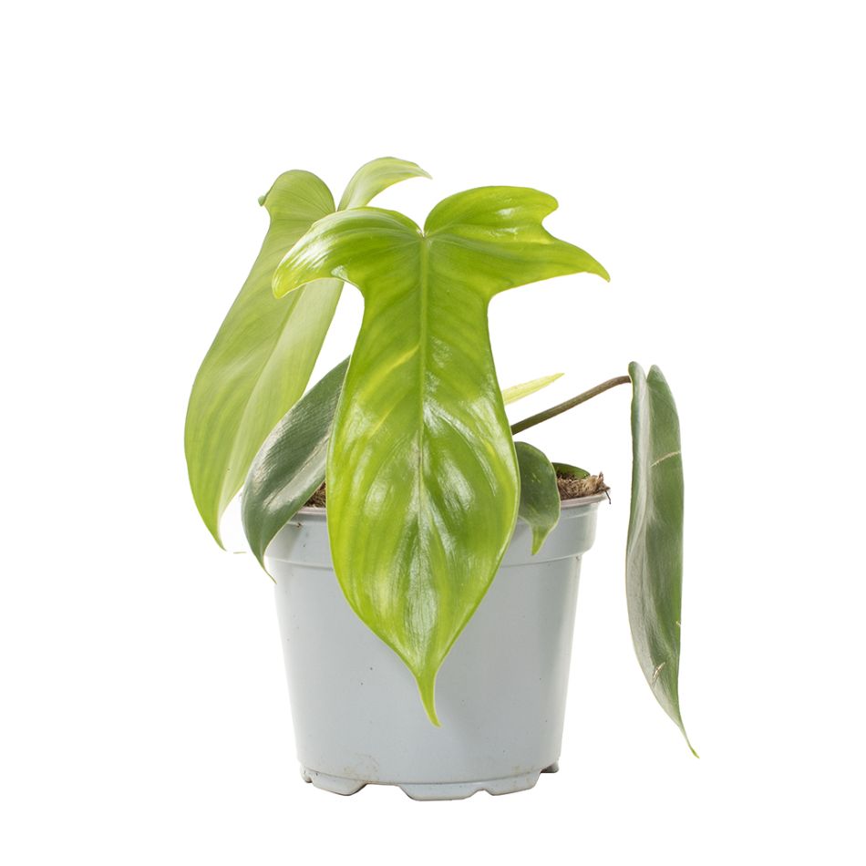 philodendron florida ghost