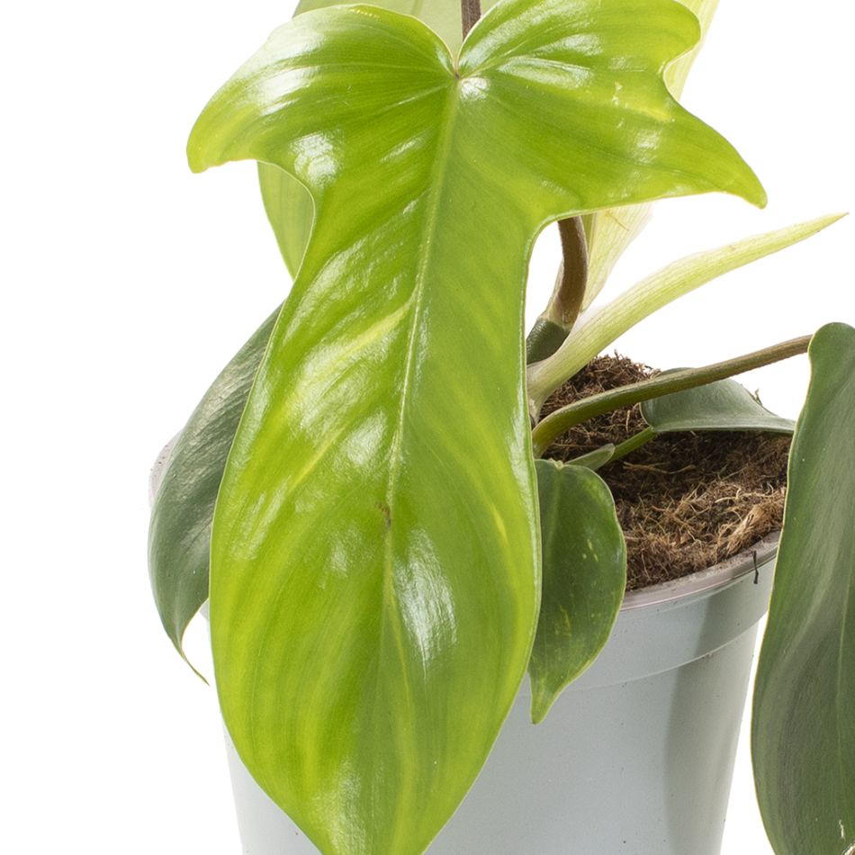 Philodendron Florida Ghost