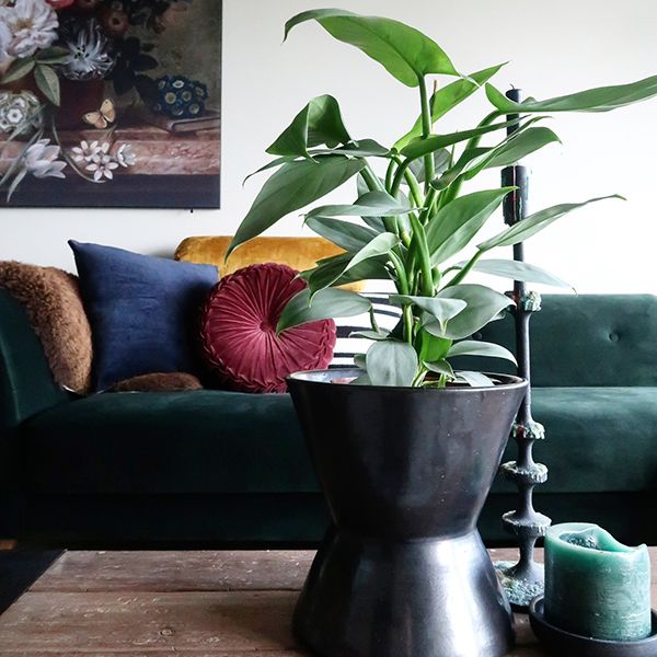 Philodendron Hastatum