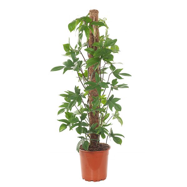 Philodendron Pedatum