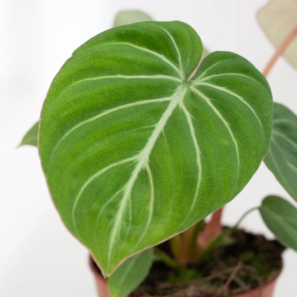 Philodendron Gloriosum