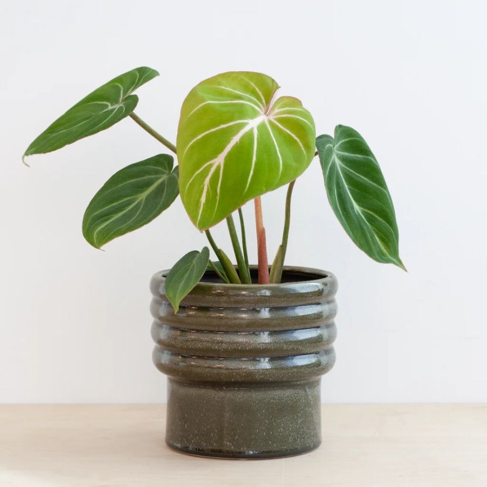 Philodendron Gloriosum