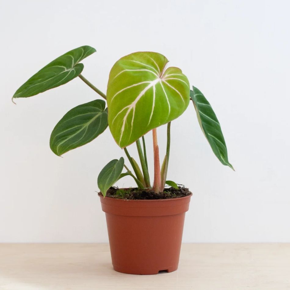 Philodendron Gloriosum