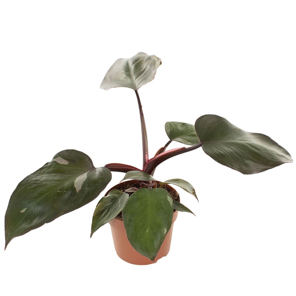 Philodendron Pink Princess