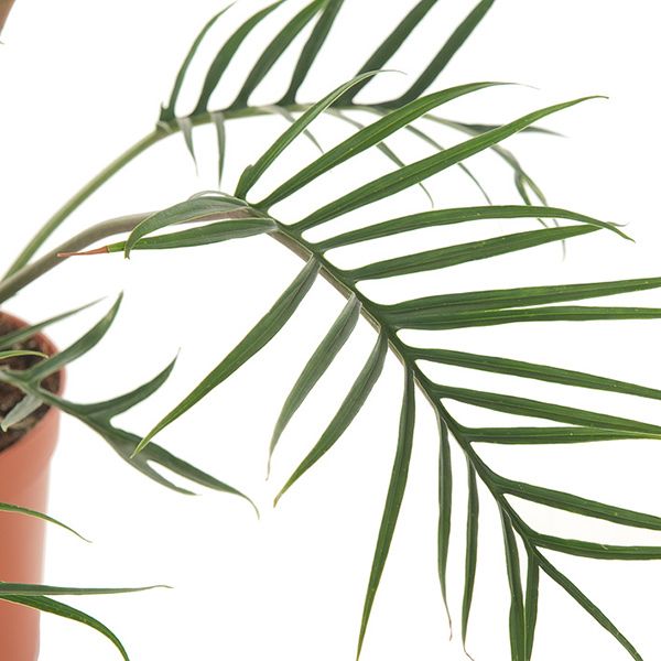 Philodendron polypodioides