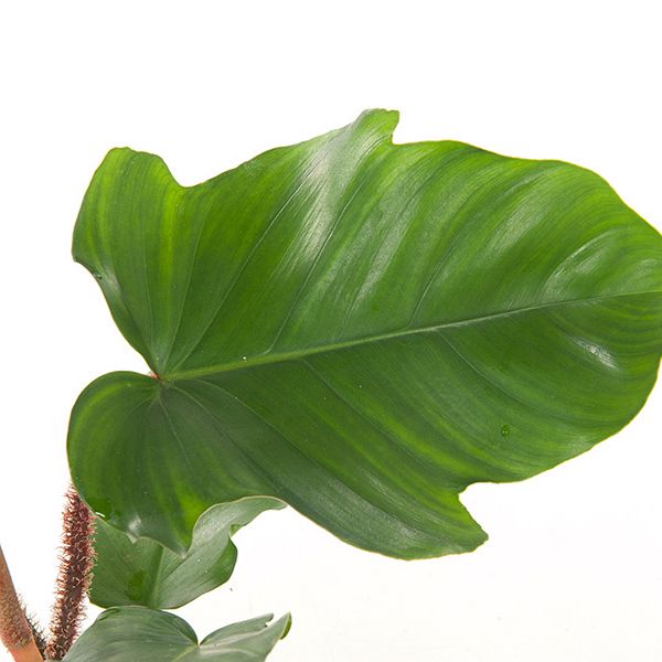 Philodendron Squamiferum blad