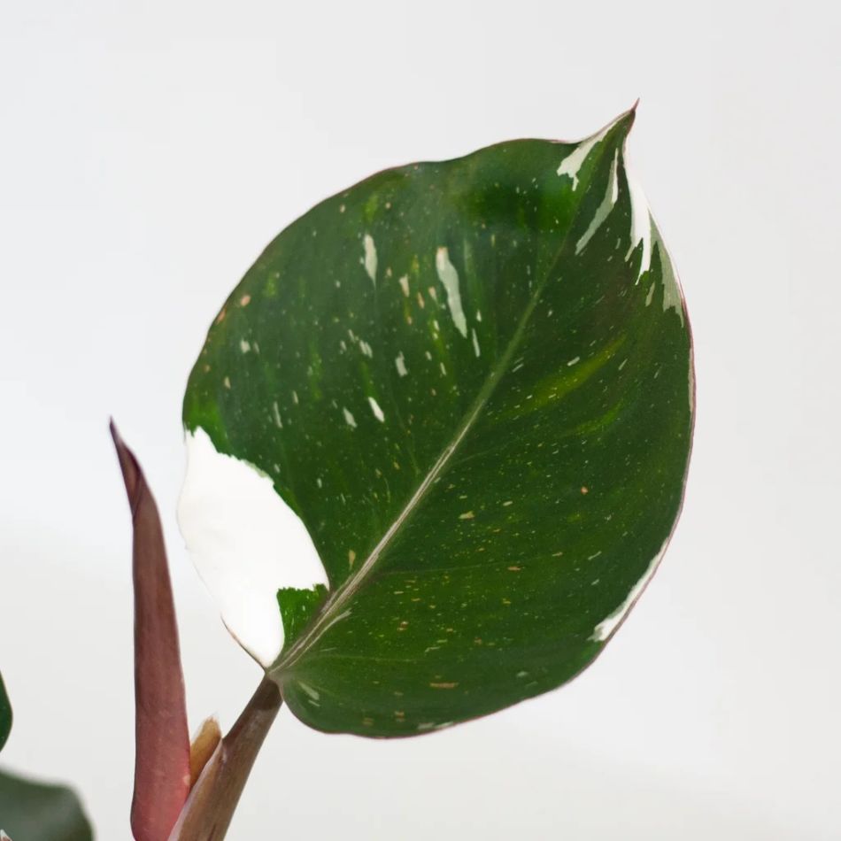 Philodendron White Knight