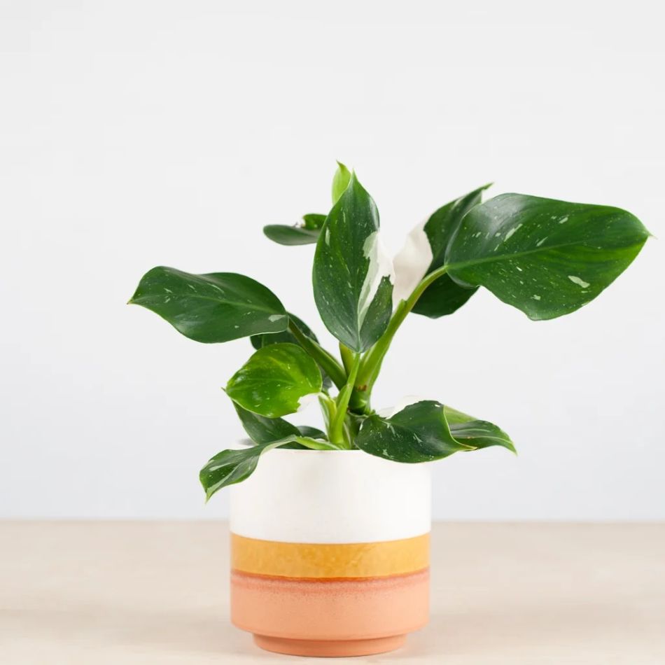 Philodendron White Wizard