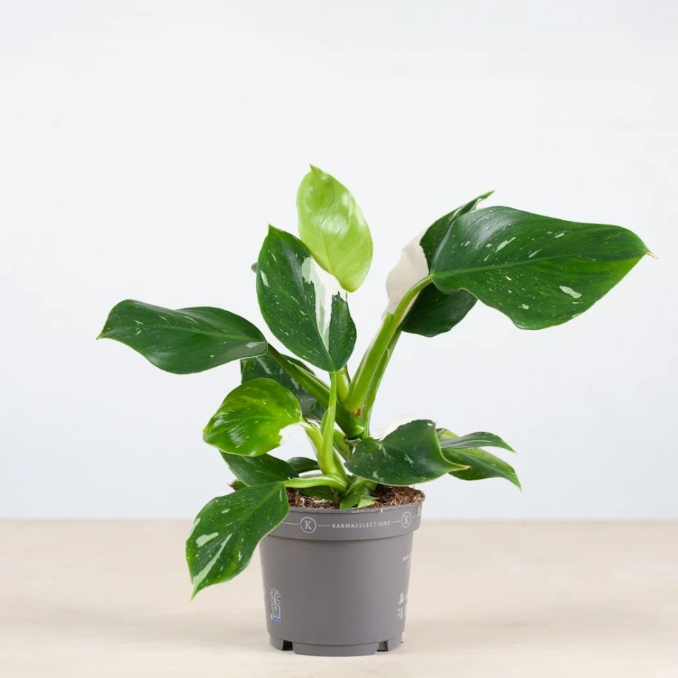 Philodendron White Wizard