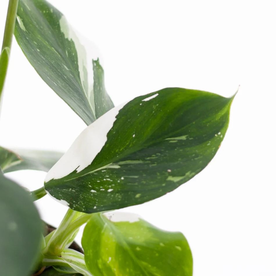 Philodendron White Wizard