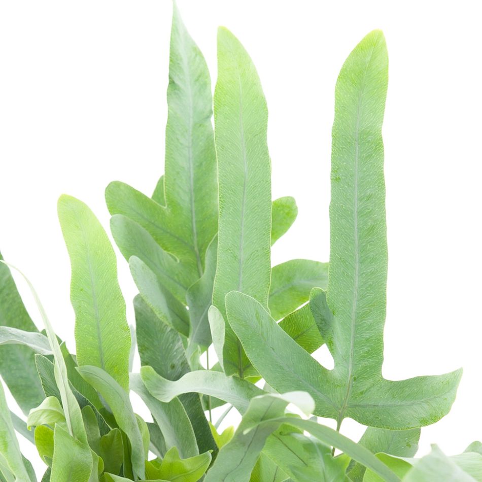 Phlebodium plant