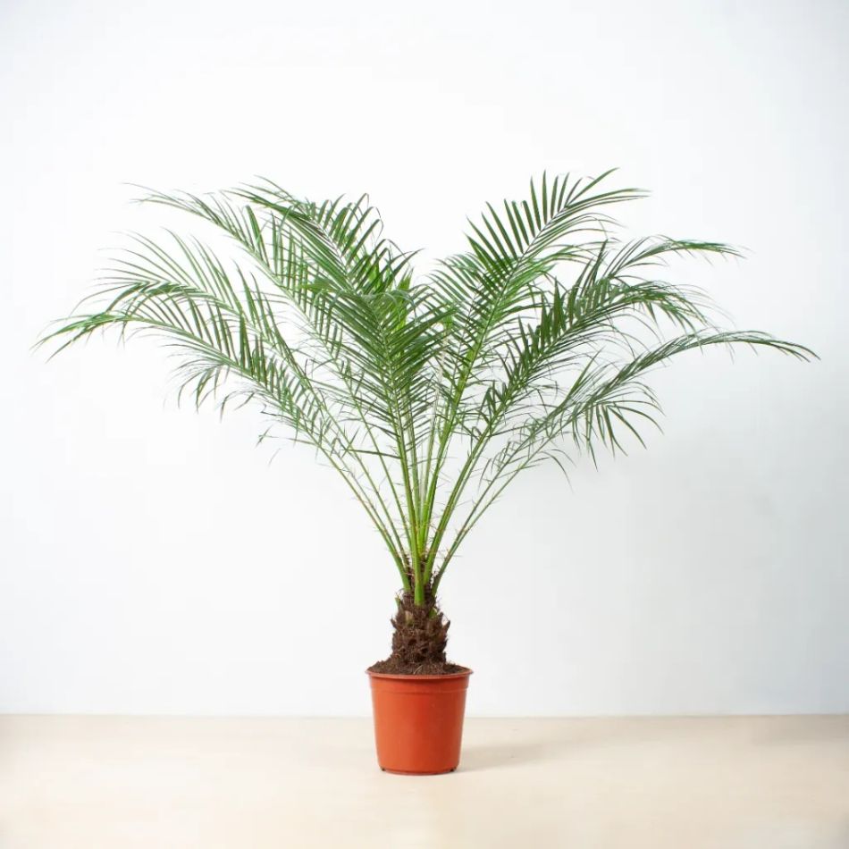 Phoenix Roebelenii - Dwergdadelpalm - P24
