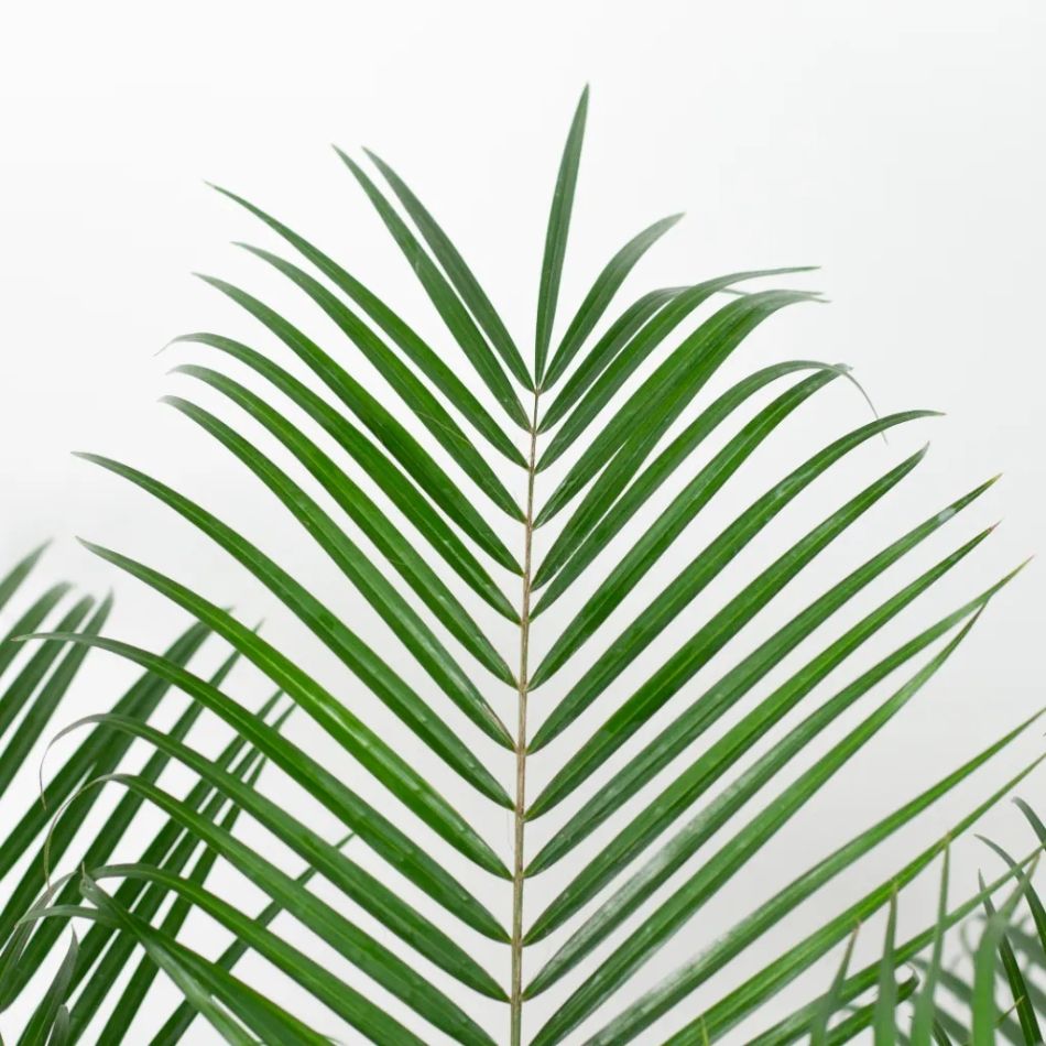 phoenix roebelenii blad