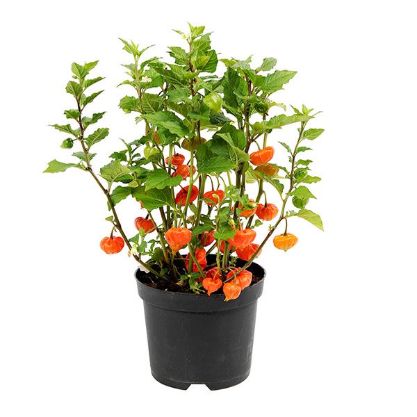 Lampionplant