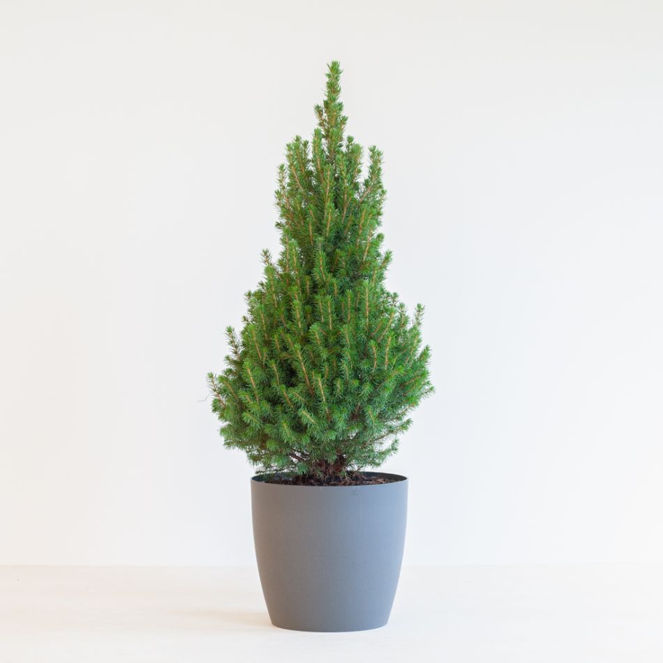 Picea Glauca Conica