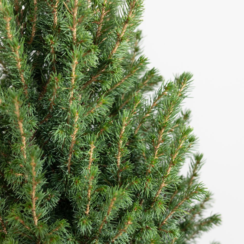 Kerstboom