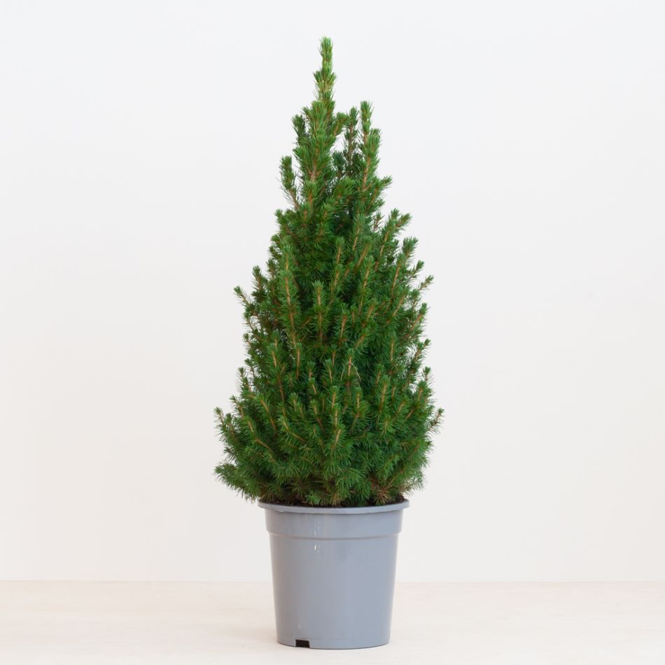 Picea Glauca Conica