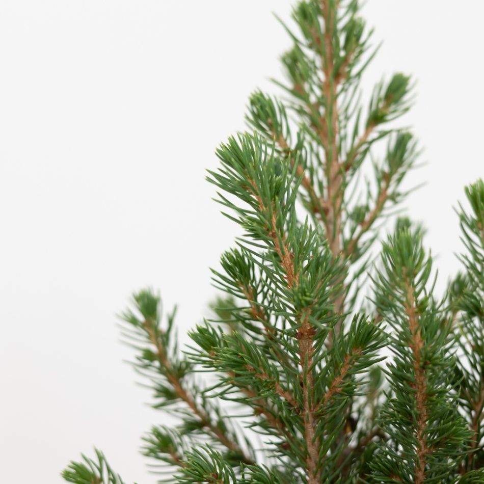 Picea